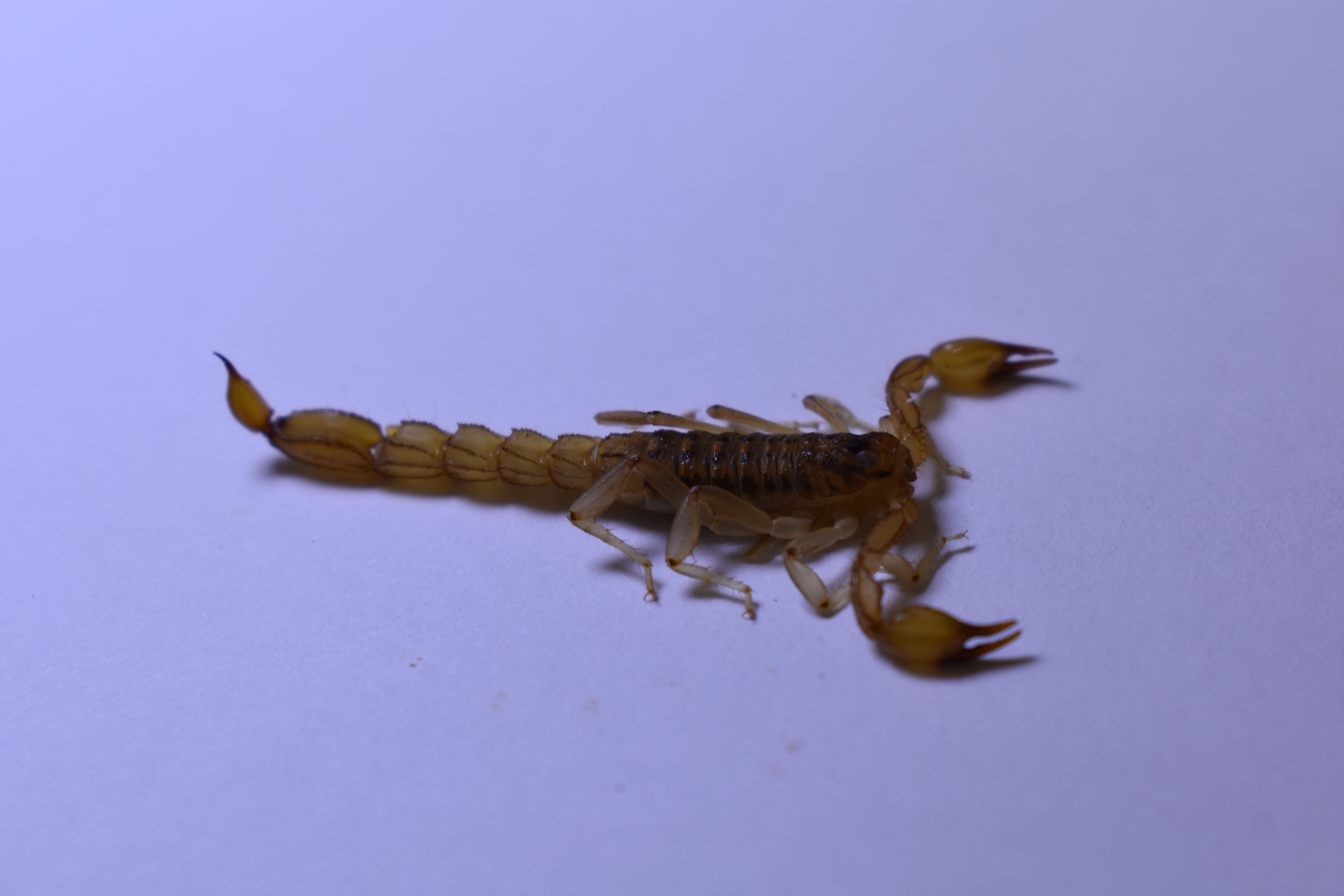 Mesomexovis sp (fasciatus)